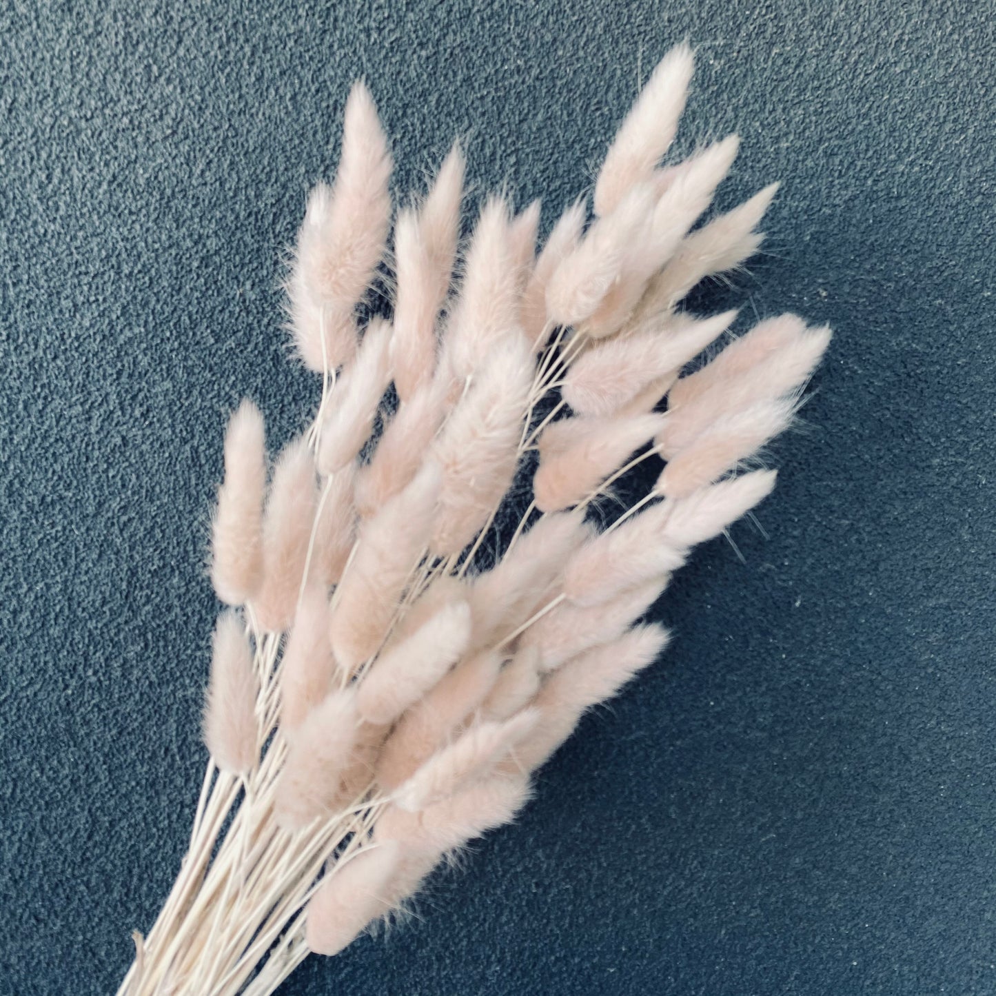 Dried Bunny tail Bunch
