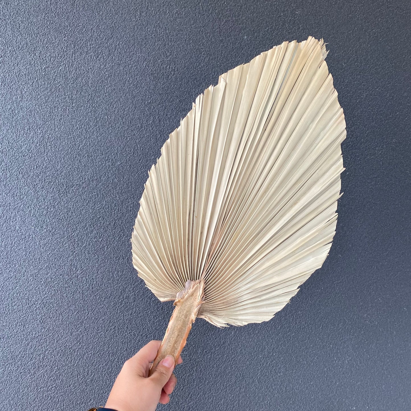 Dried Palm Leaf ( Large )