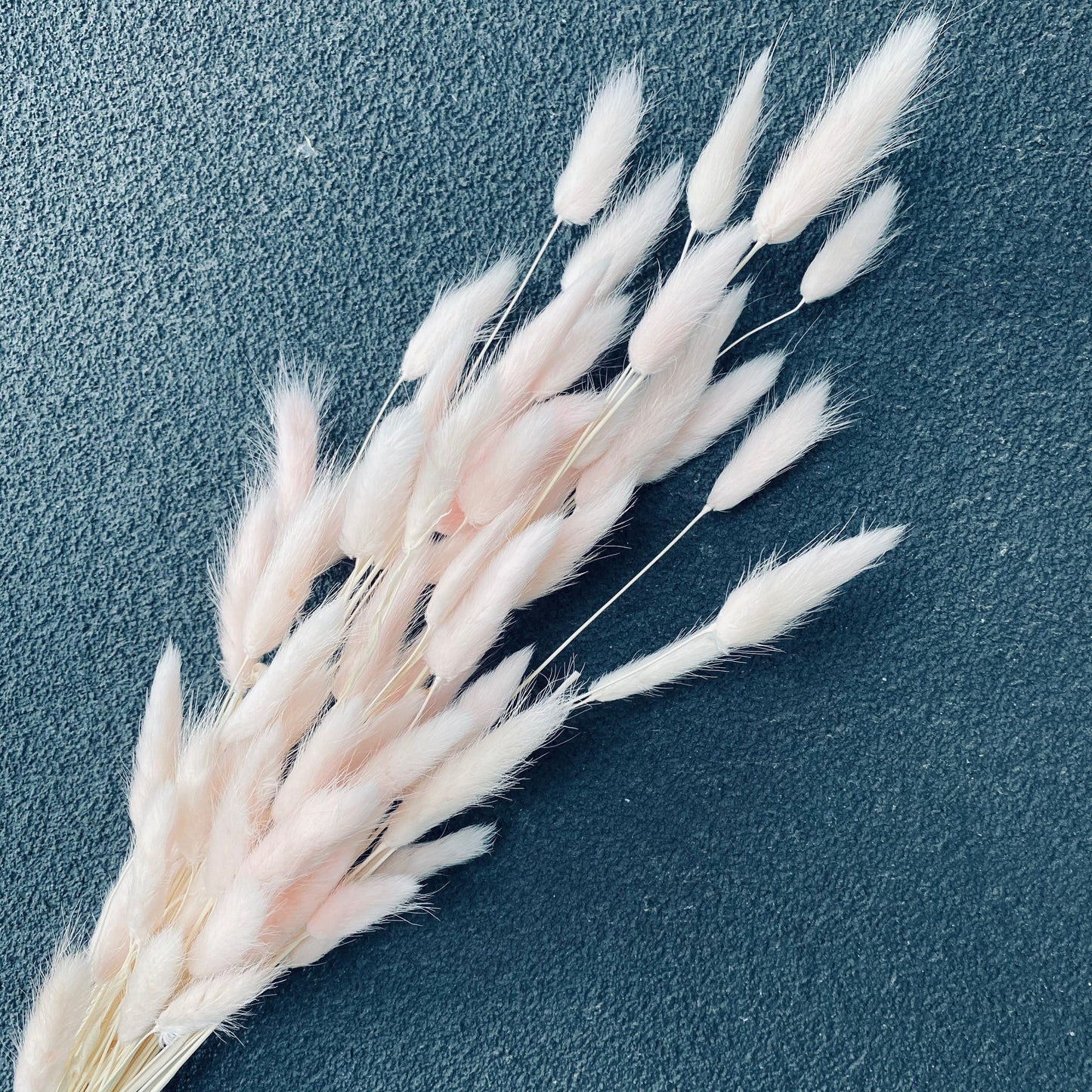 Dried Bunny tail Bunch