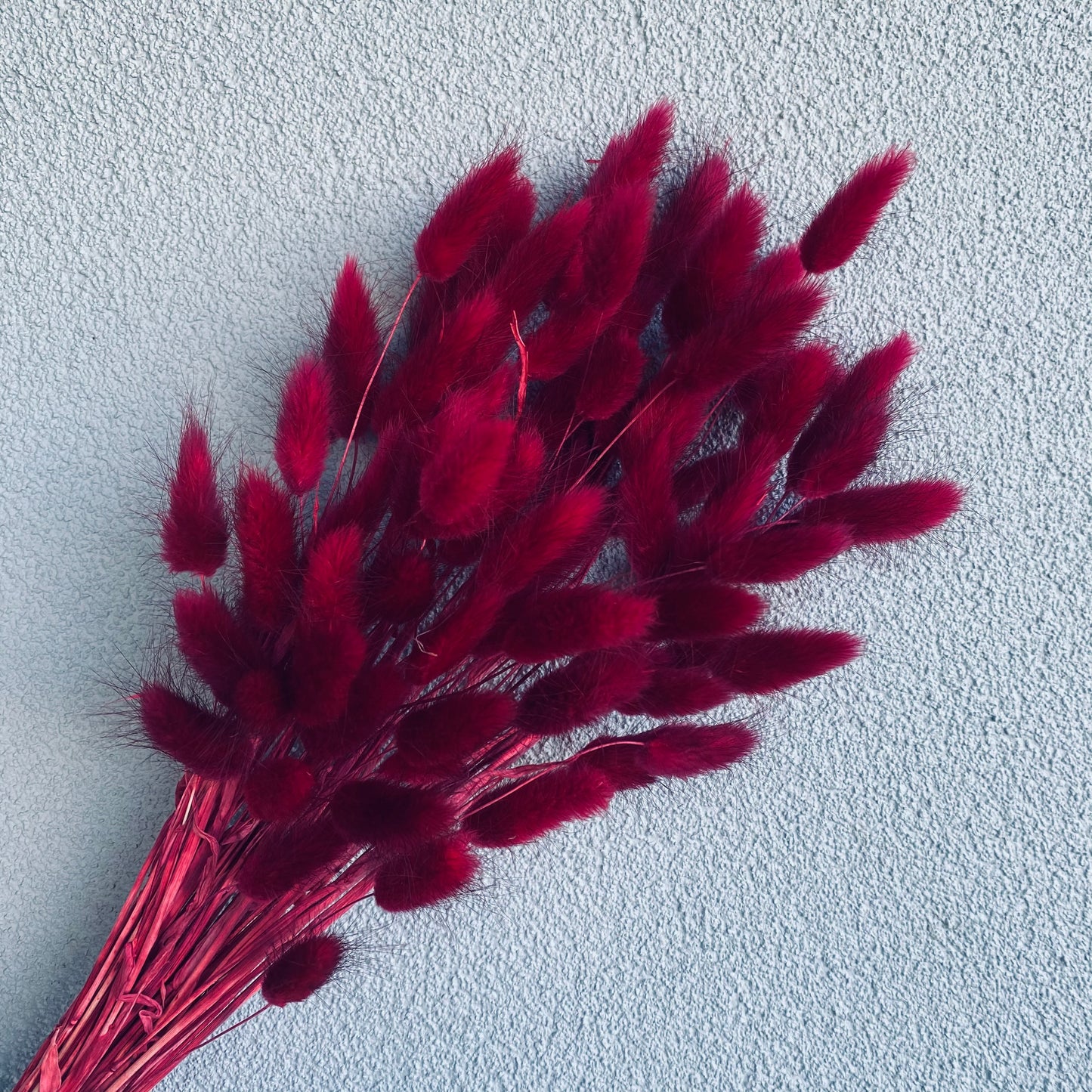 Dried Bunny tail Bunch
