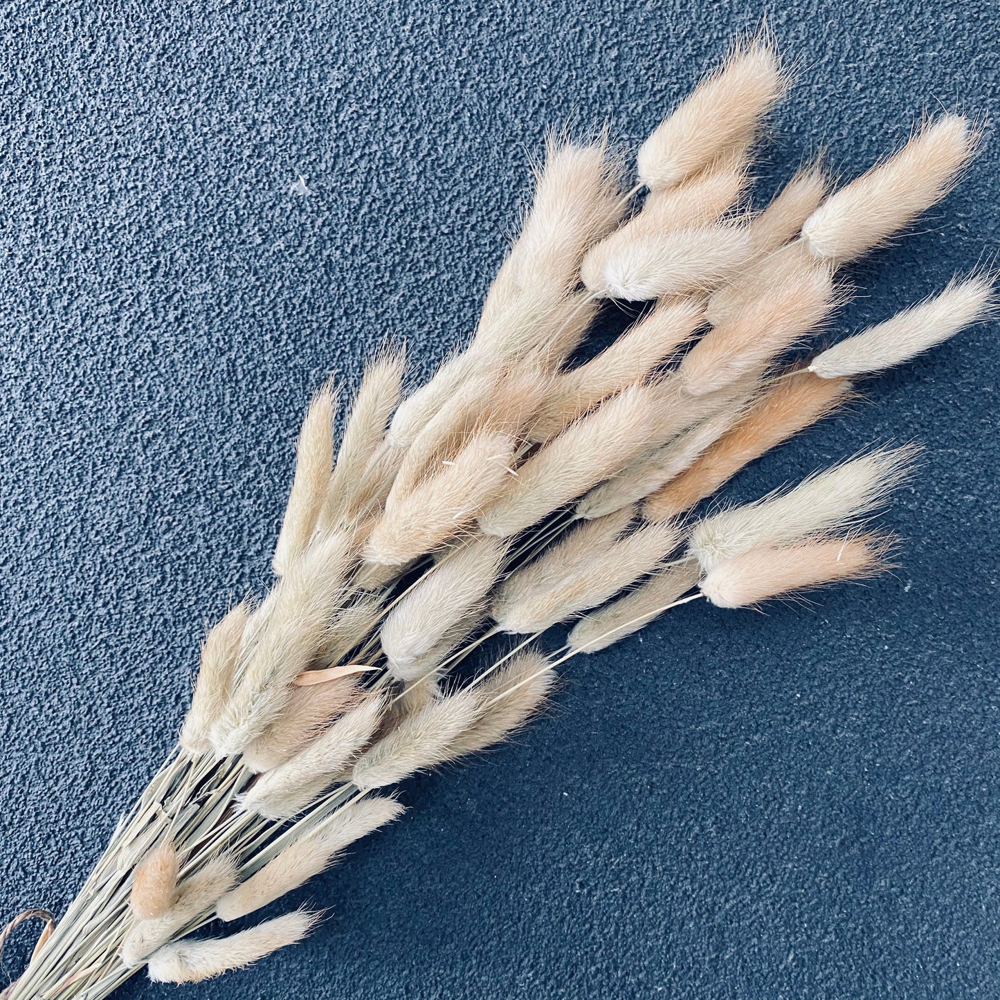 Dried Bunny tail Bunch