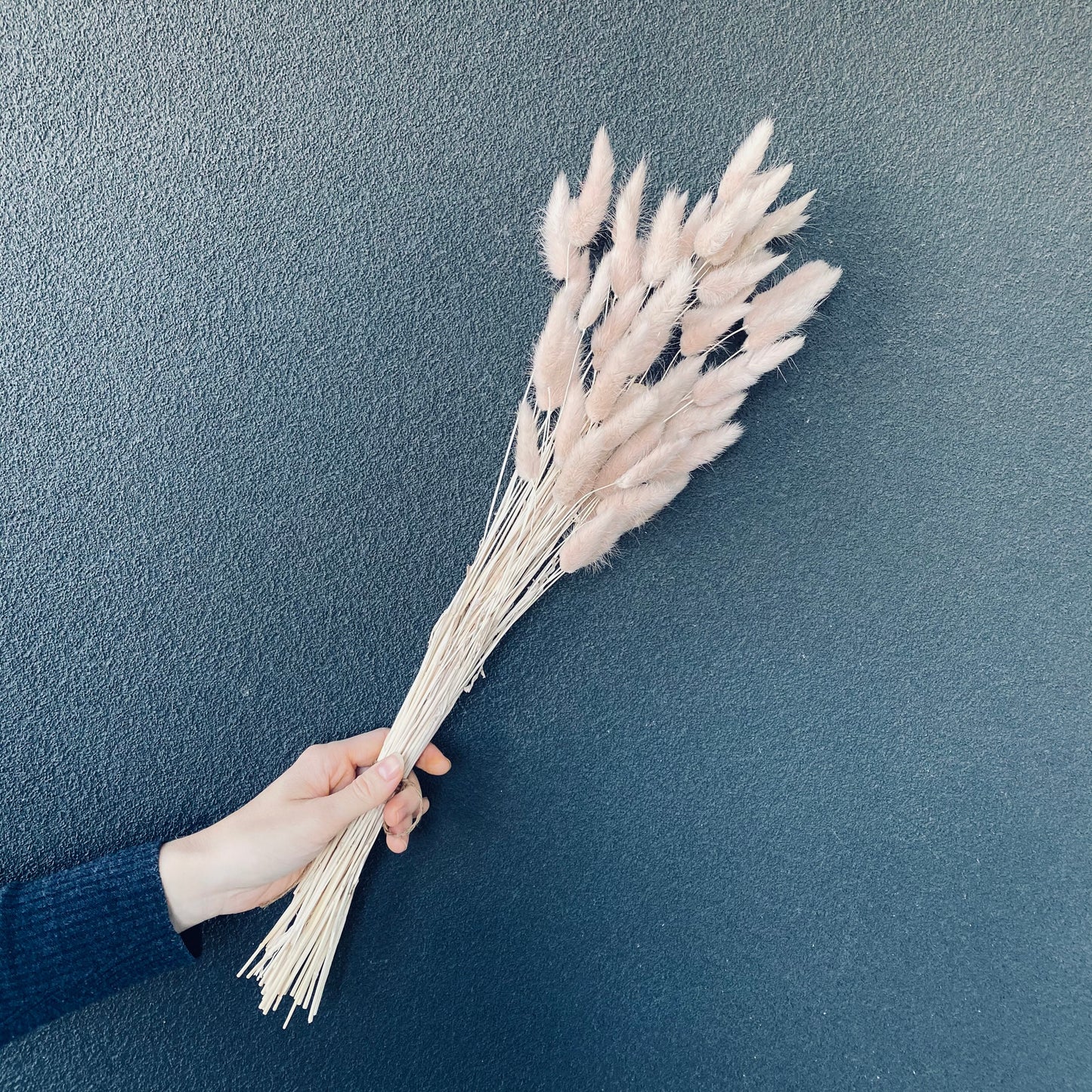 Dried Bunny tail Bunch