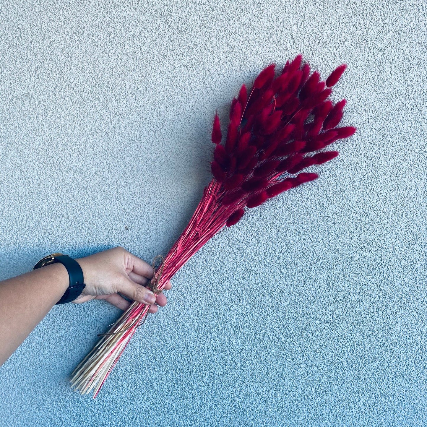 Dried Bunny tail Bunch