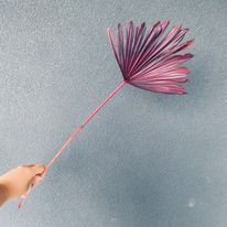 Dried Fan Palm Spear ( Dark Purple )
