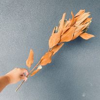 Dried Magnolia Leaf Stem