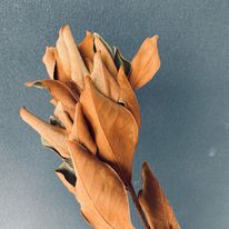Dried Magnolia Leaf Stem