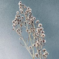 Dried Stirlingia Latifolia