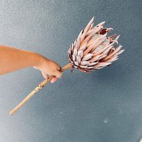 Dried King Size Protea ( Single )