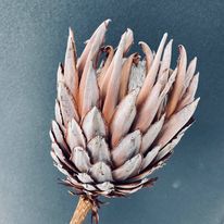Dried King Size Protea ( Single )