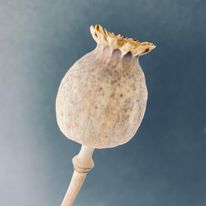 Dried Papaver Stem