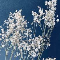 Dried Baby's Breath Bunch ( White )