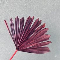 Dried Fan Palm Spear ( Dark Purple )