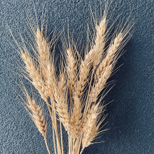 Dried Wheat Grass Bunch