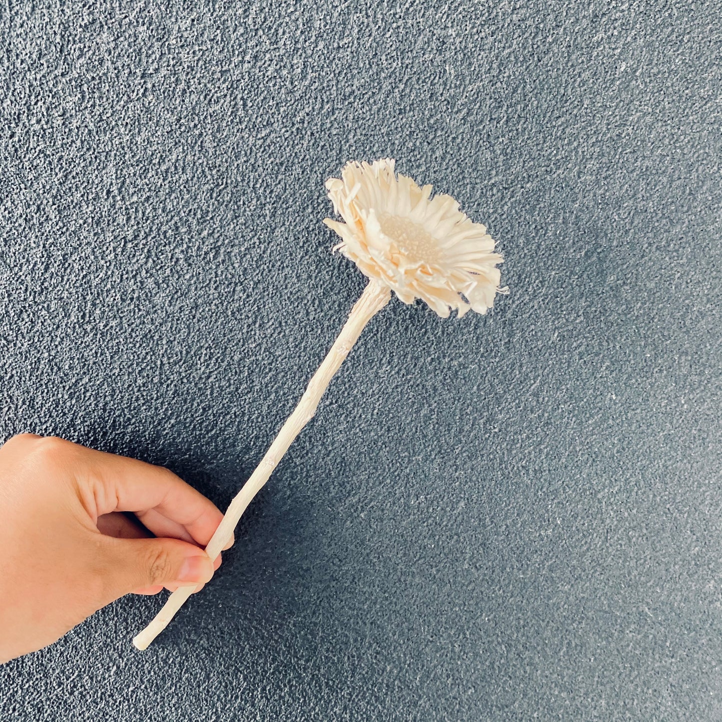 Sunflower Stem ( Dried )