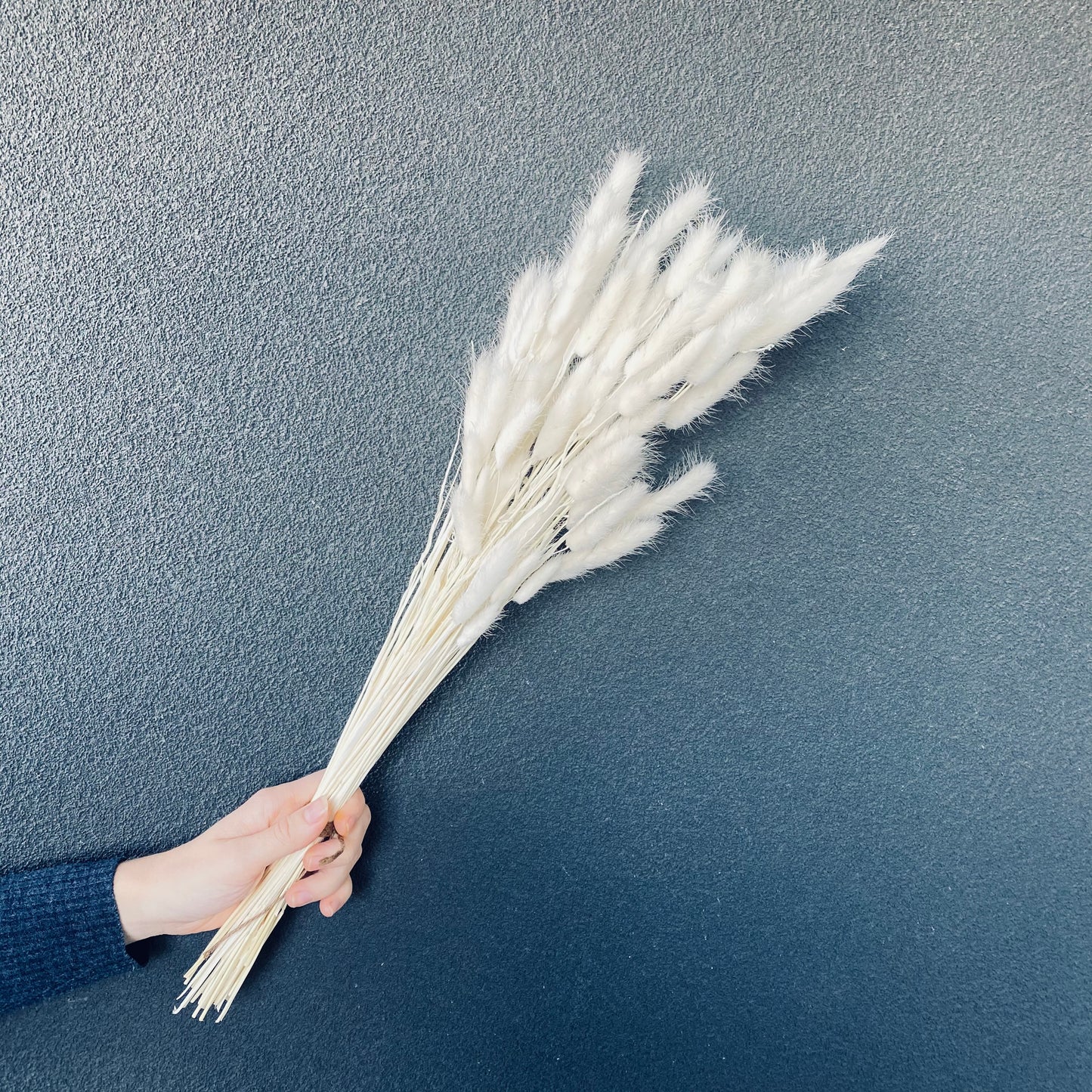 Dried Bunny tail Bunch