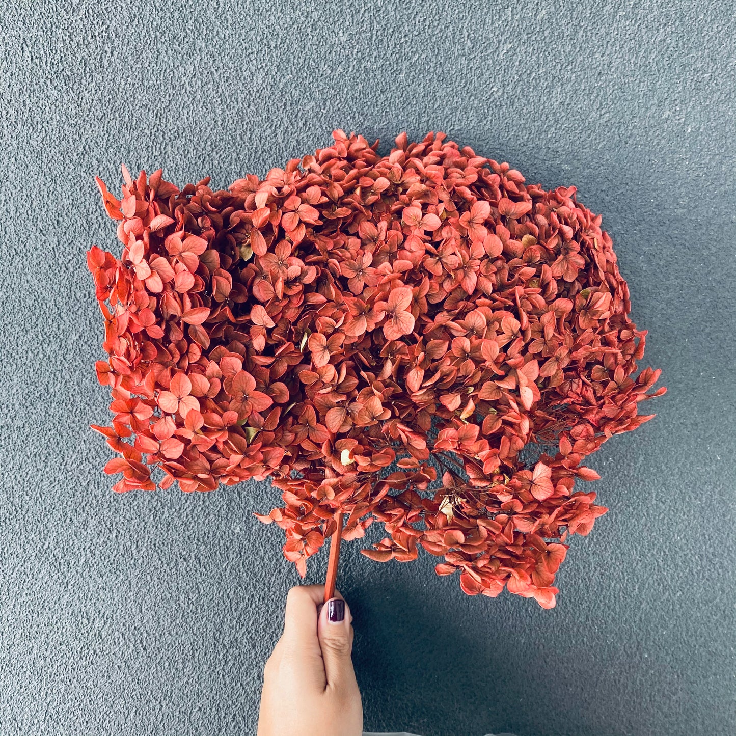 Hydrangeas ( Multiple Color Options )