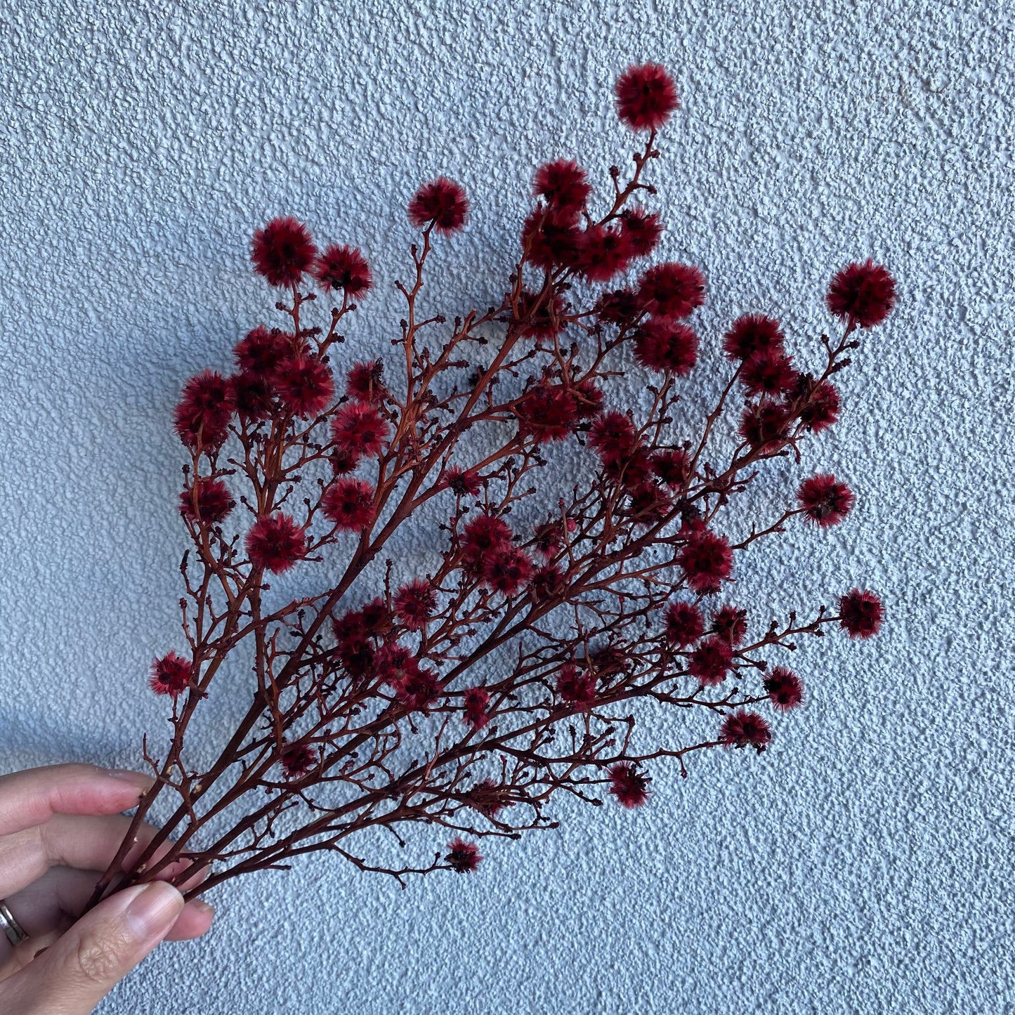 Dried Stirlingia Latifolia