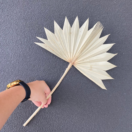 Dried Fan Palm ( Medium )
