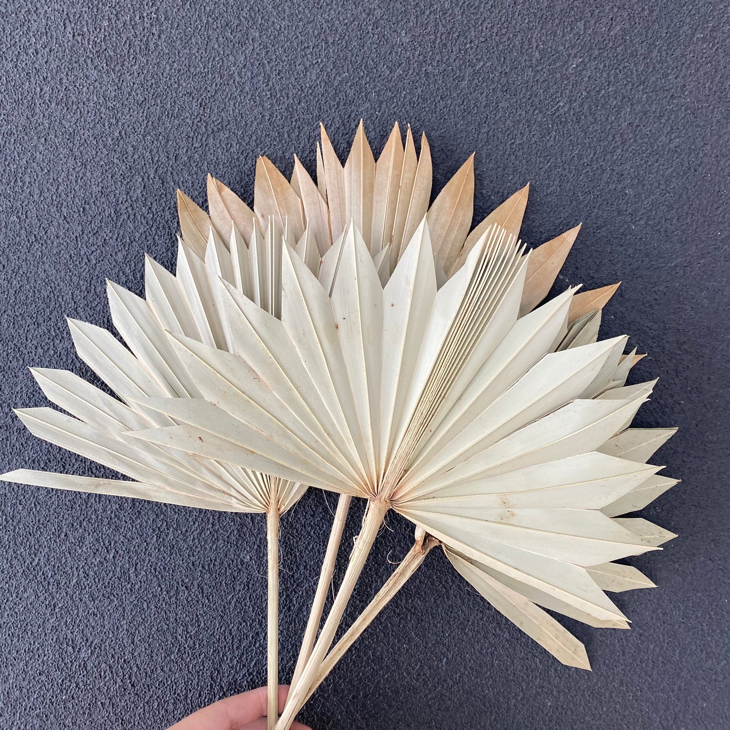 Dried Fan Palm ( Medium )