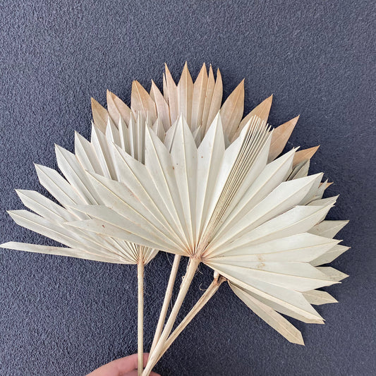 Dried Fan Palm ( Medium )