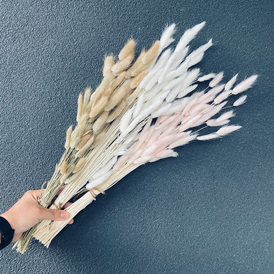 Dried Bunny tail Bunch