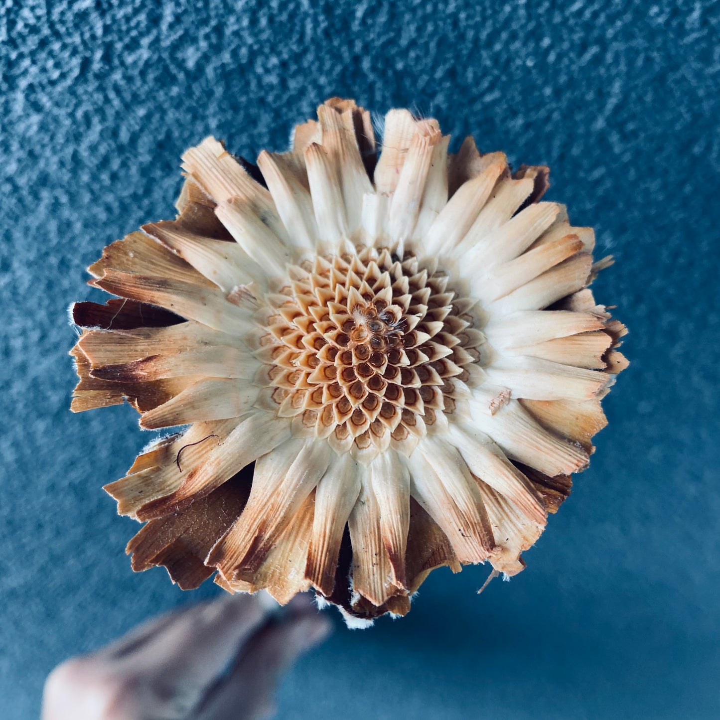 Sunflower Stem ( Dried )