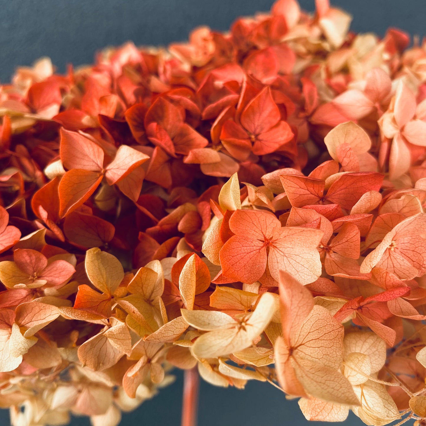 Hydrangeas ( Multiple Color Options )