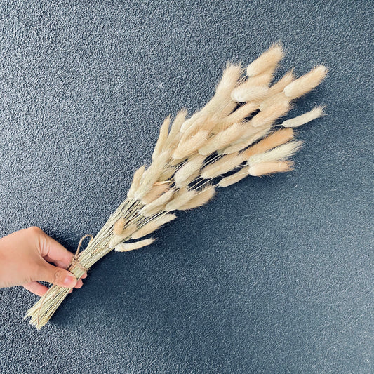Dried Bunny tail Bunch