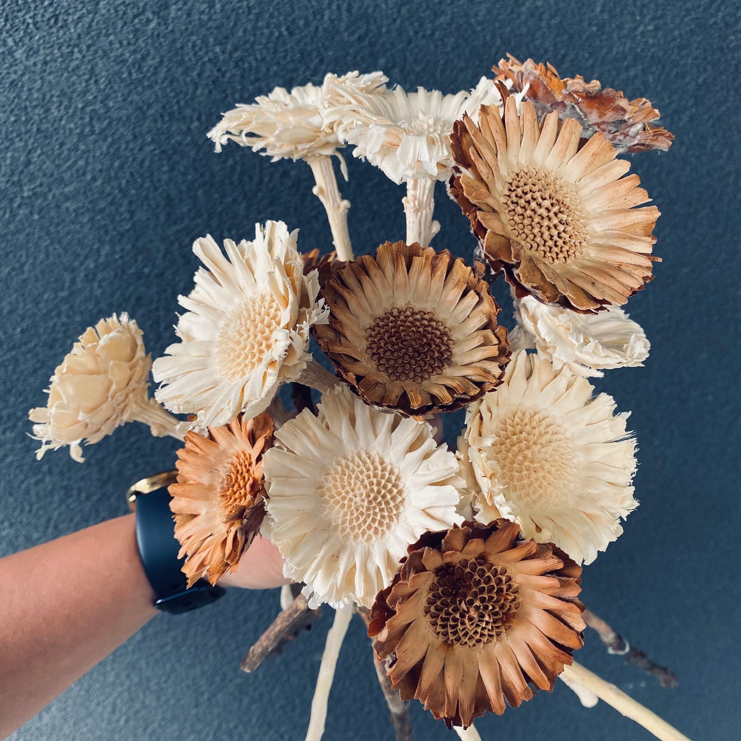 Sunflower Stem ( Dried )