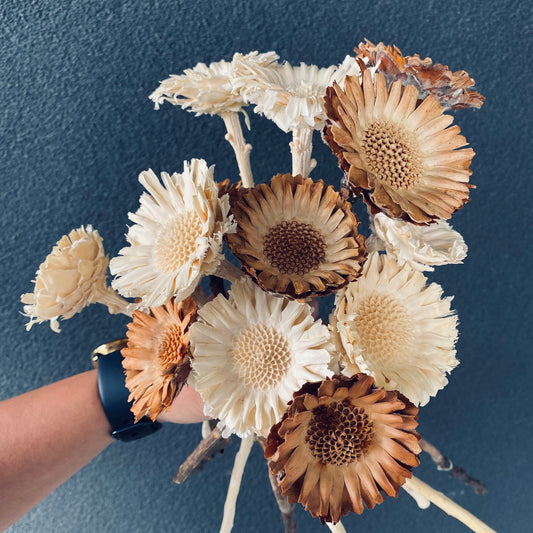 Sunflower Stem ( Dried )