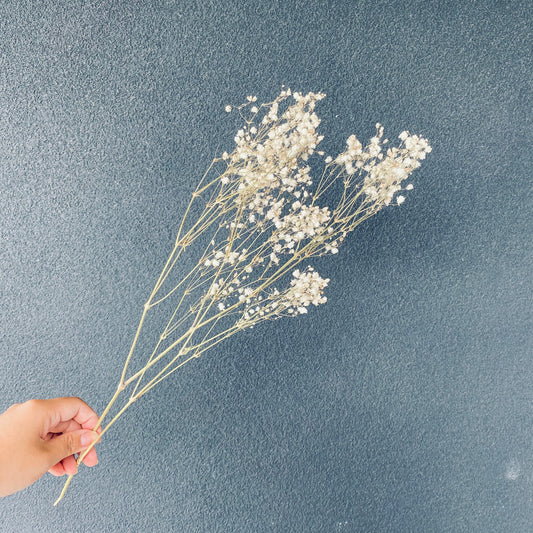Dried Baby's Breath Bunch ( White )