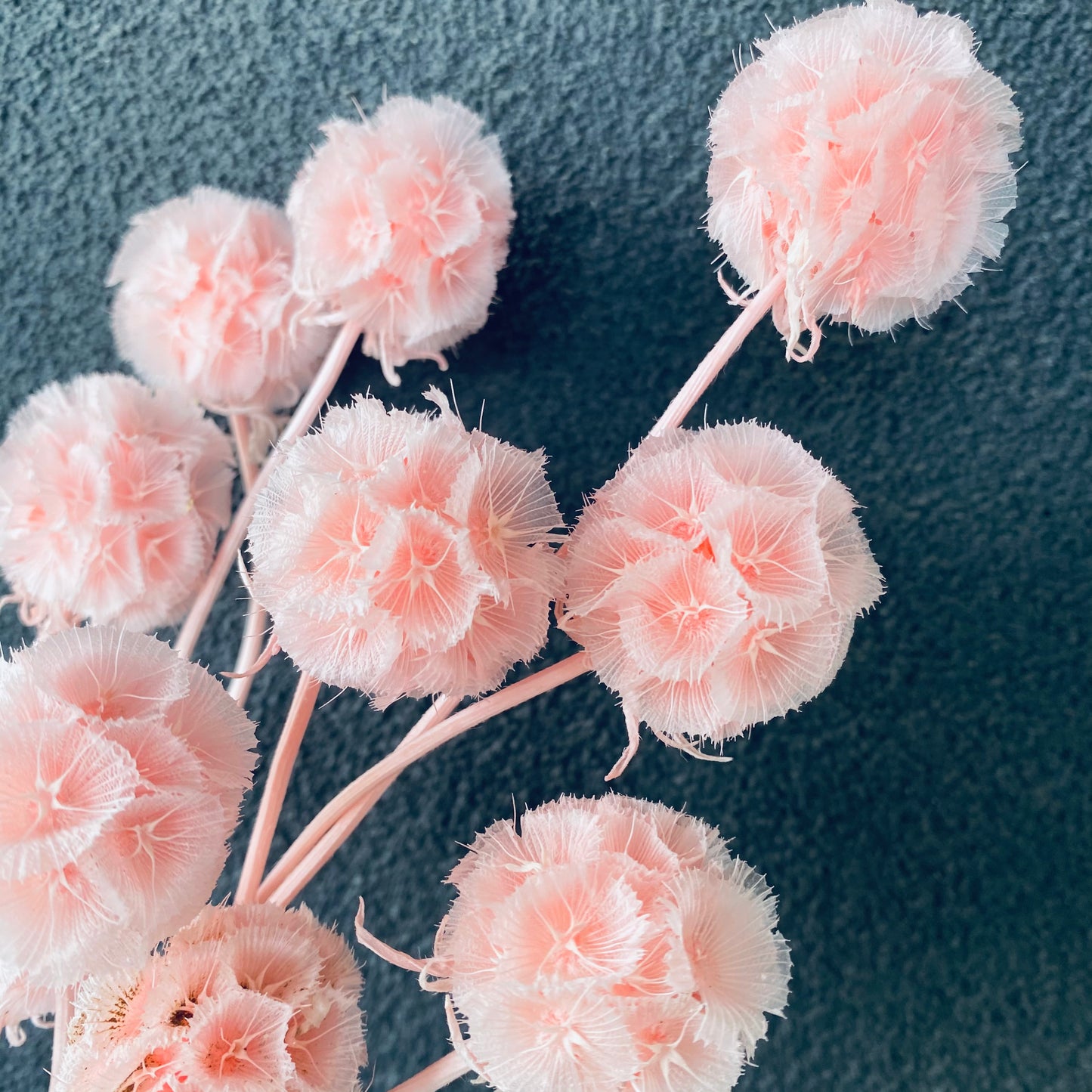 Scabiosa Preserved ( Multiple Color Options)