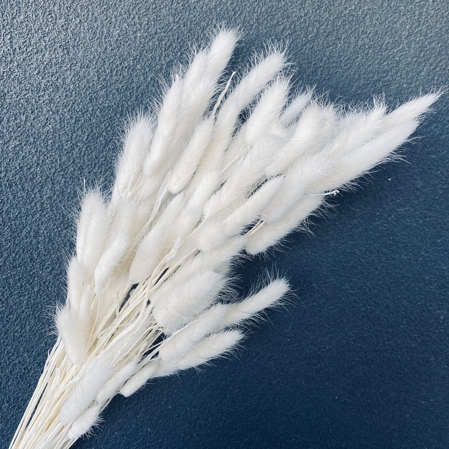 Dried Bunny tail Bunch