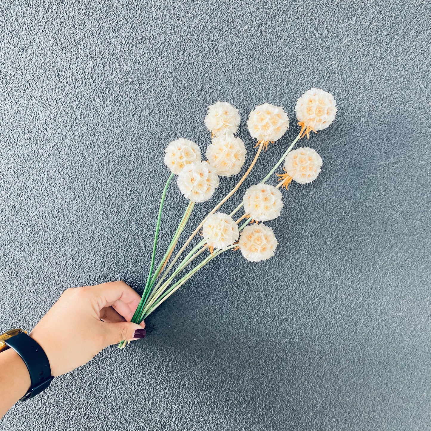 Scabiosa Preserved ( Multiple Color Options)