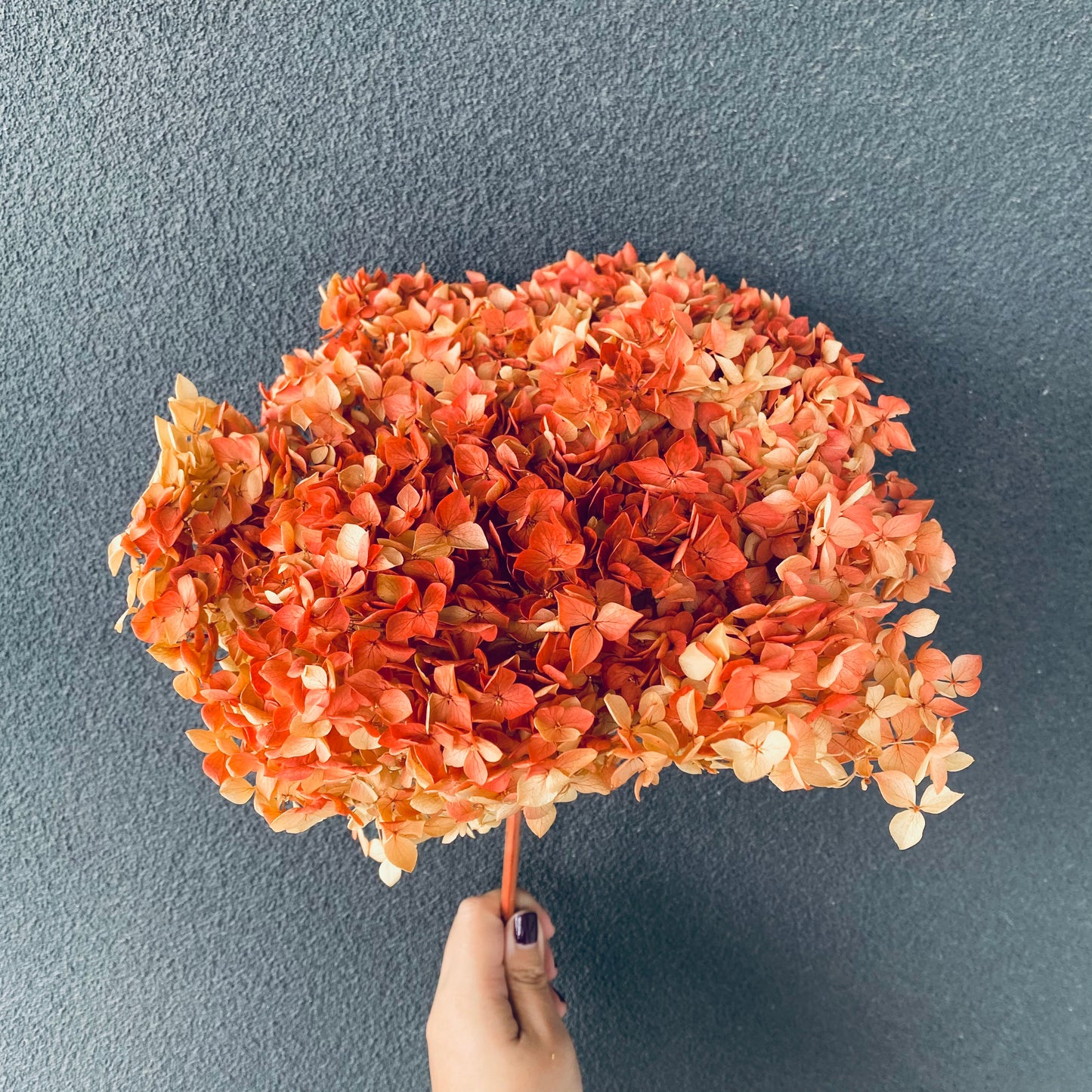 Hydrangeas ( Multiple Color Options )