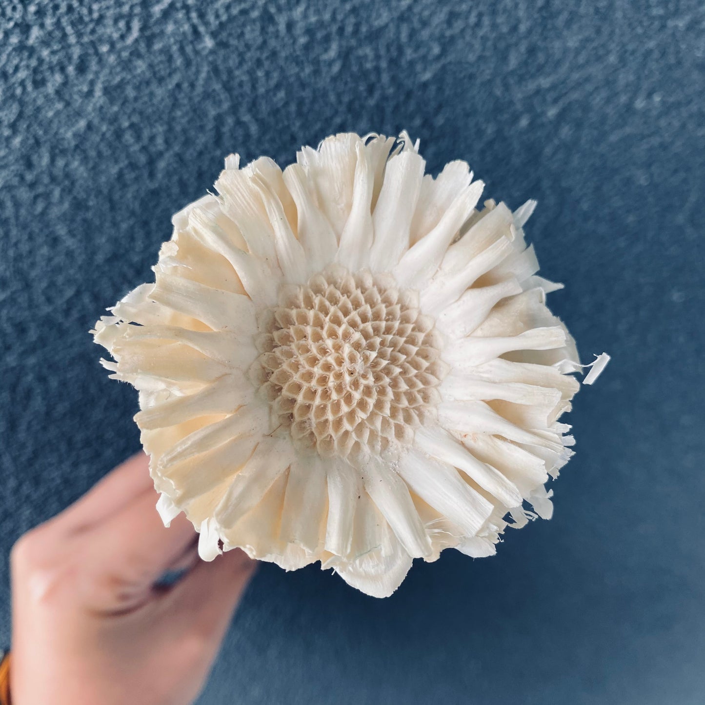 Sunflower Stem ( Dried )