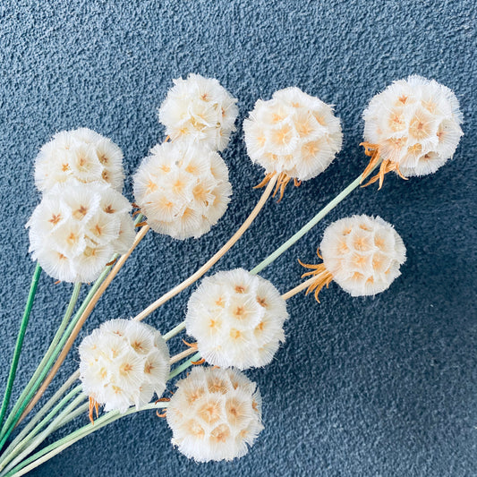 Scabiosa Preserved ( Multiple Color Options)