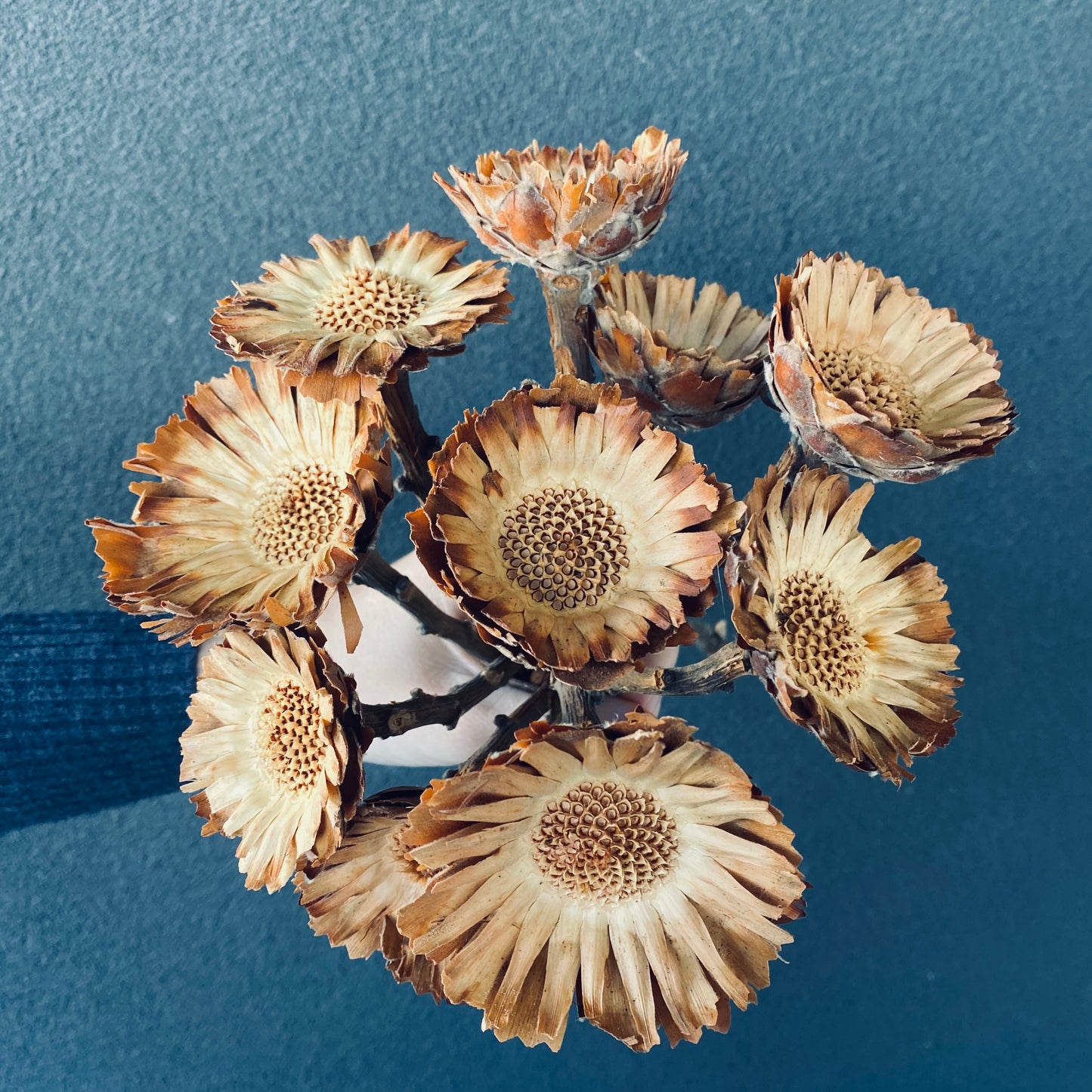Sunflower Stem ( Dried )