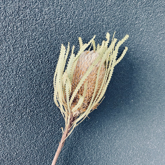 Dried Banksia Hookeriana Stem