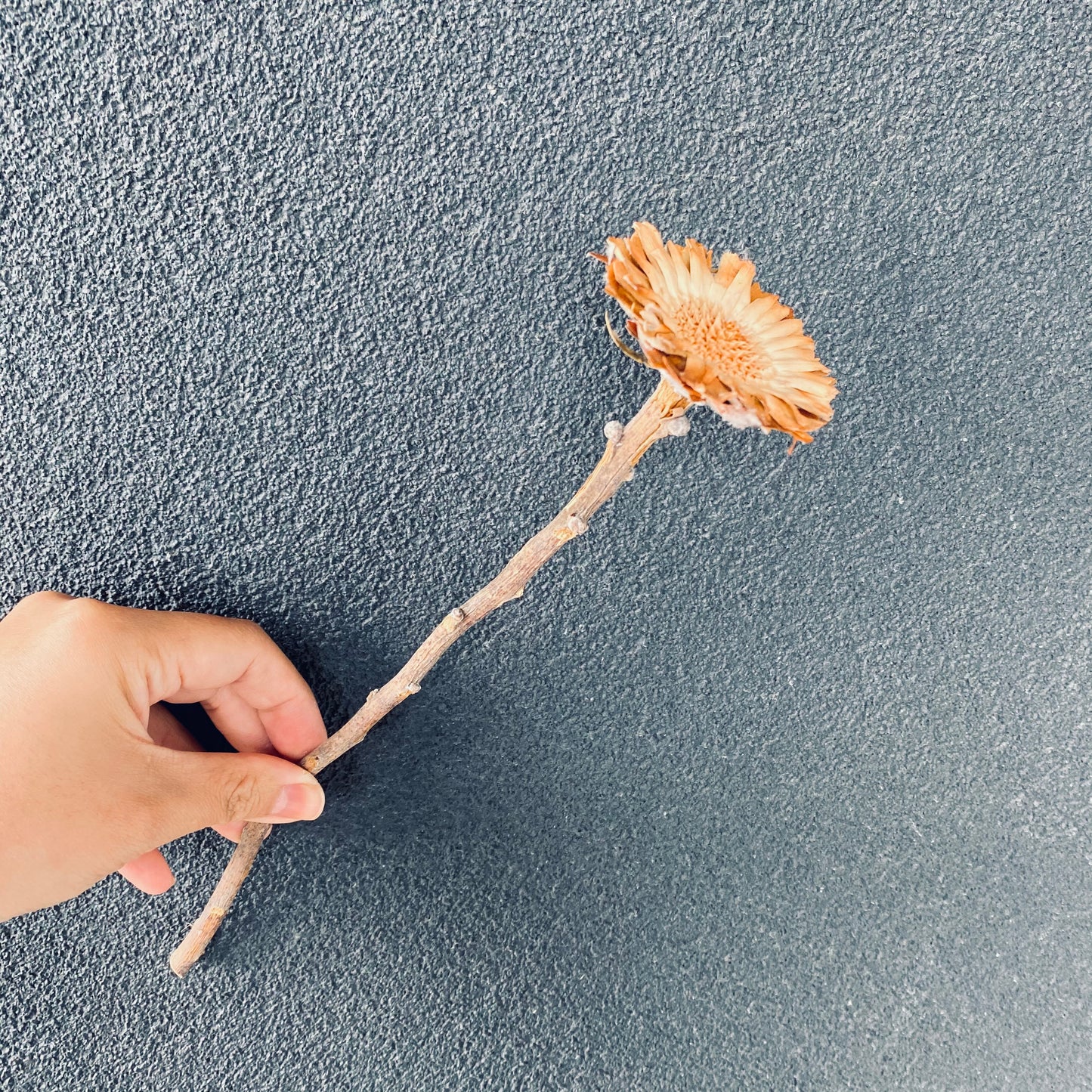 Sunflower Stem ( Dried )