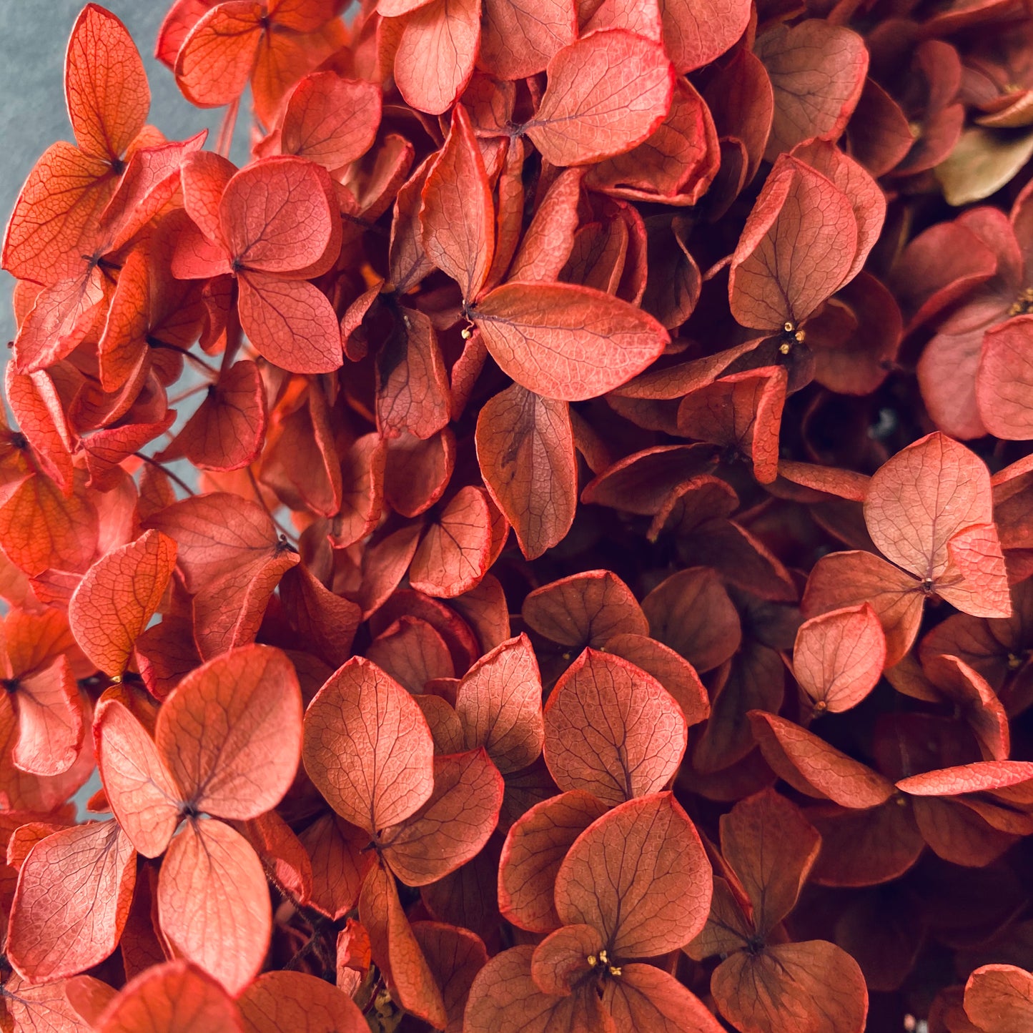 Hydrangeas ( Multiple Color Options )
