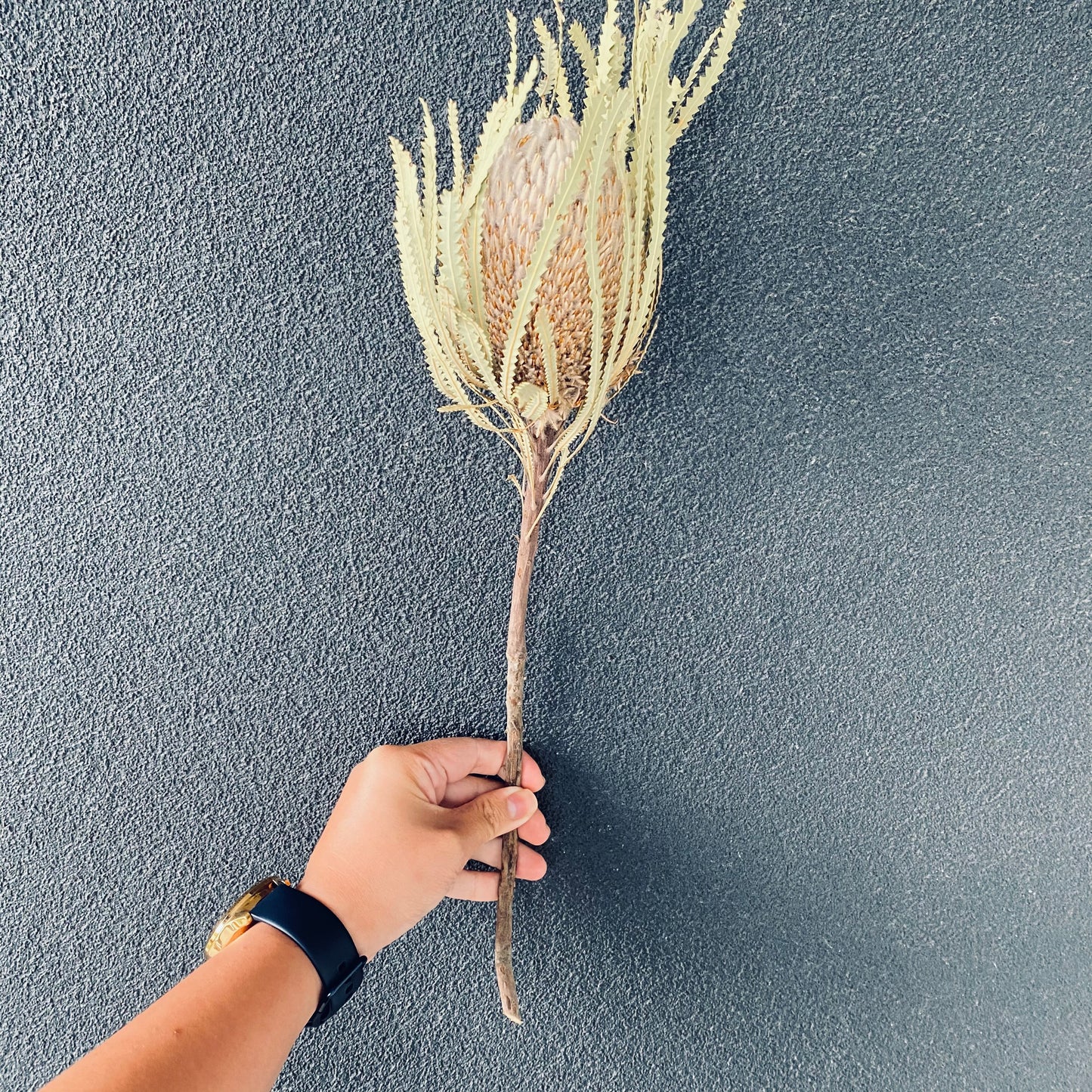 Dried Banksia Hookeriana Stem